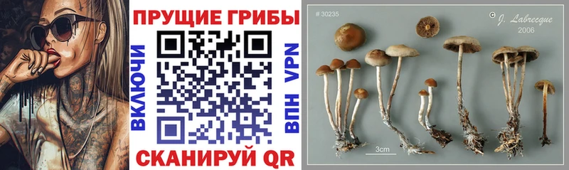 Галлюциногенные грибы мицелий Моршанск