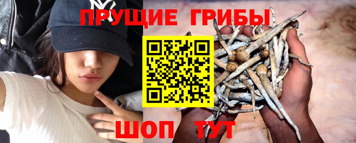 Моршанск  Галлюциногенные грибы Magic Shrooms  закладки  Вход с VPN 